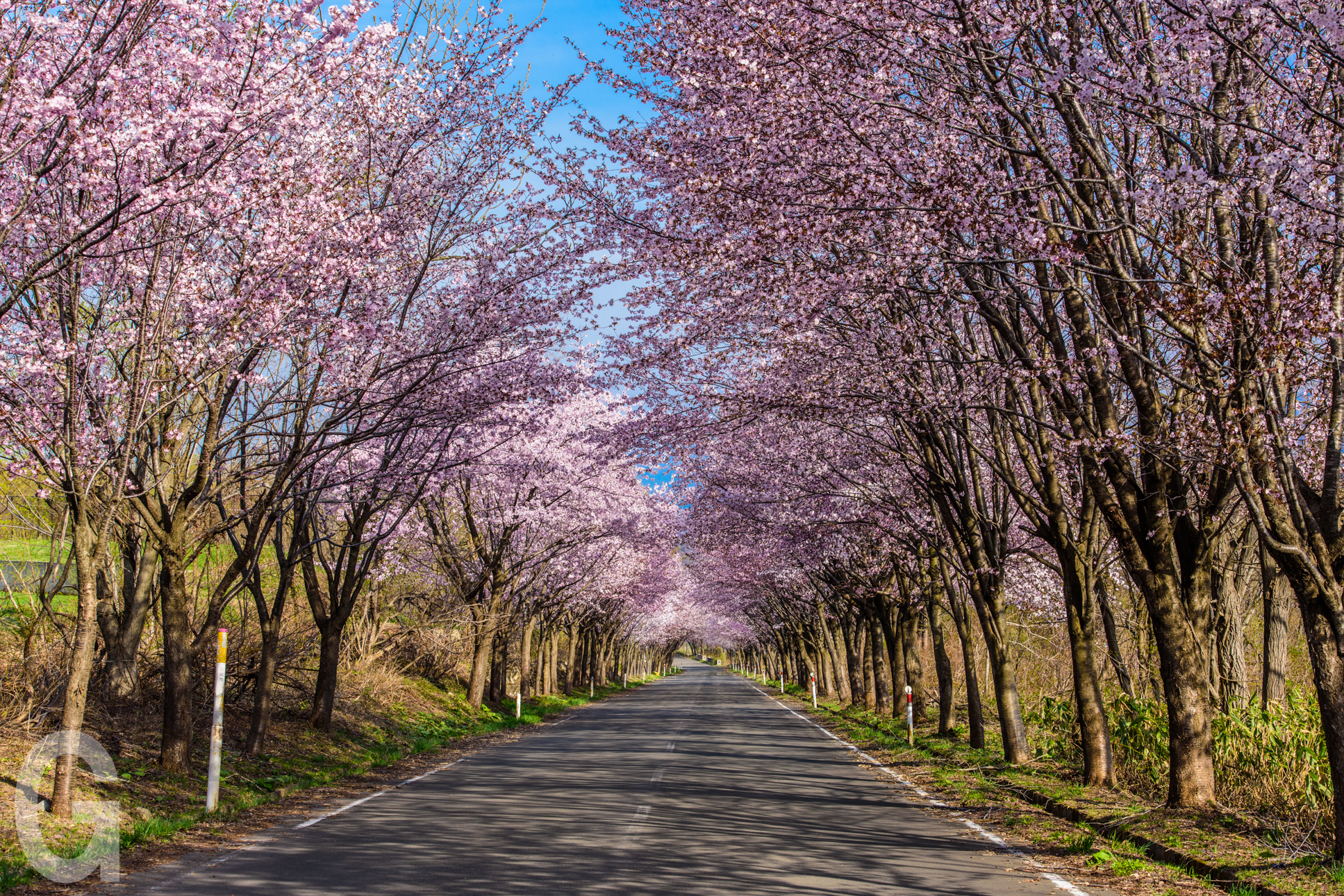 岩木山の世界一の桜並木 グリーン交通 青森県弘前市のタクシーなら